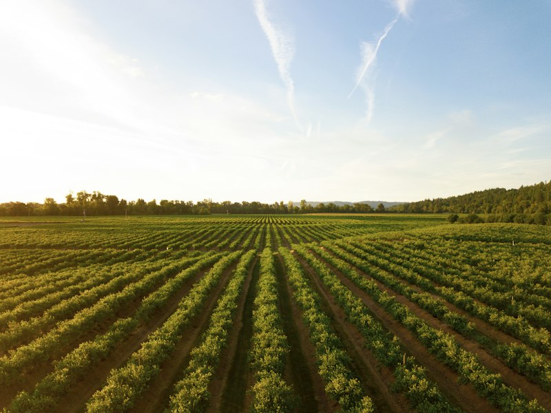 Purple potatoes field