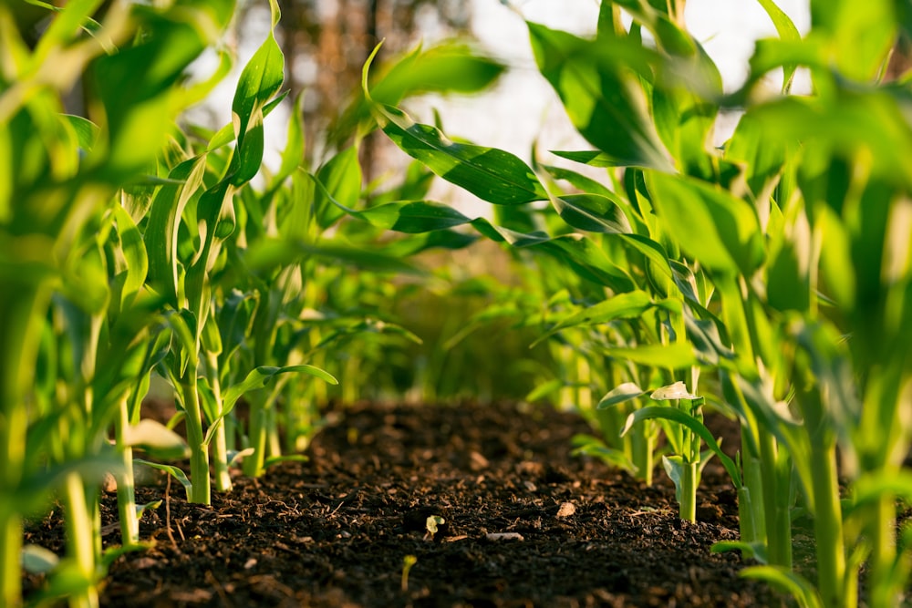 Farmer in potato field