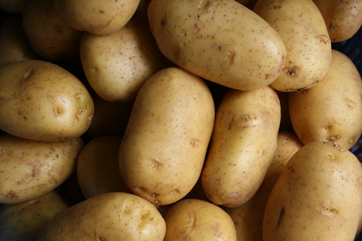 Fresh little potatoes in burlap sack